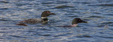 Minnesota Loons