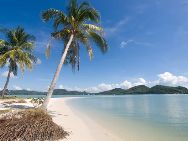 Coqueiros à beira-mar em uma ilha tropical — Fotografia de Stock