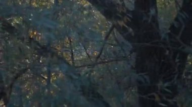 Sonbahar ormanında güneş batıyor Dollyshot.