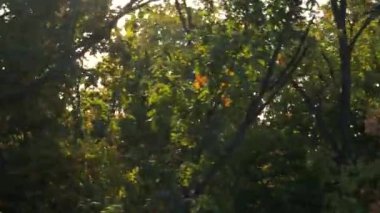 Sonbahar ormanında güneş batıyor Dollyshot.