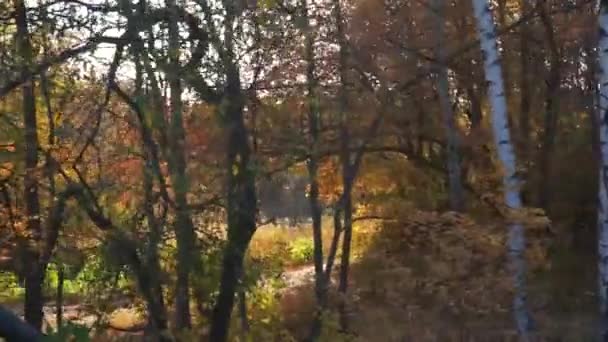 Západ slunce v podzimním lese Dollyshot — Stock video