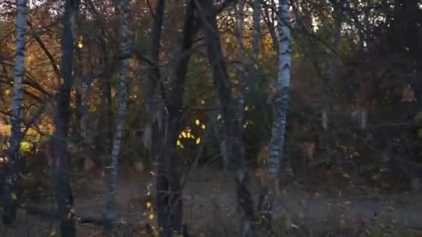 Встановлення сонця в осінньому лісі Dollyshot — стокове відео