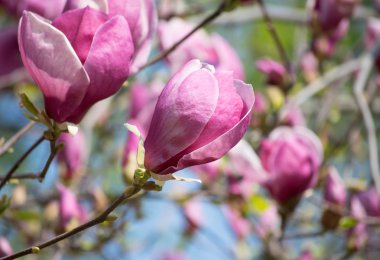 pembe Manolya çiçek