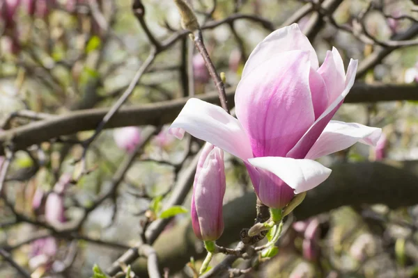 Fleurs de magnolia rose — Photo