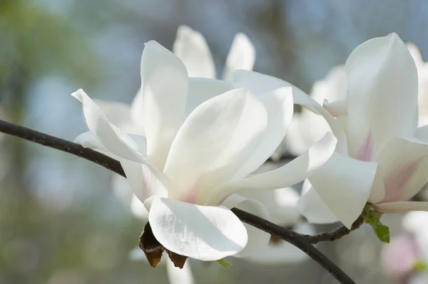 Witte magnolia bloemen — Stockfoto