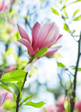 pembe Manolya çiçek