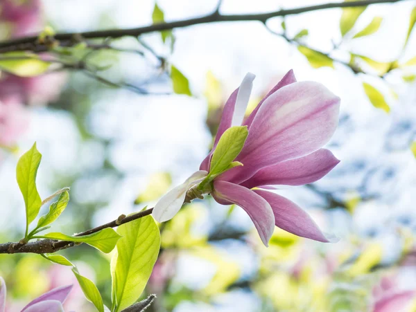 Roze magnolia bloemen — Stockfoto