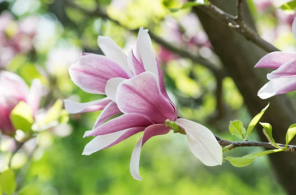 Flores de magnolia rosa — Foto de Stock
