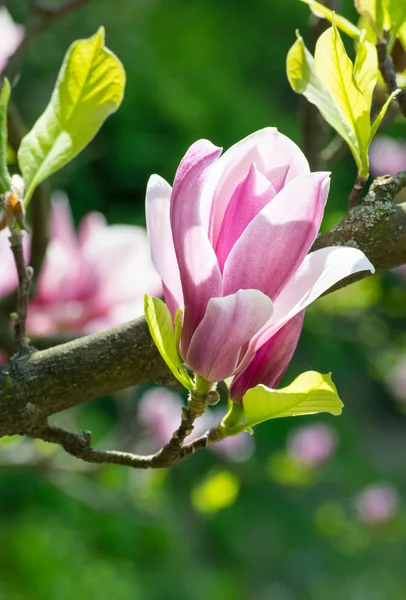 Magnolia fleurs dans le parc — Photo