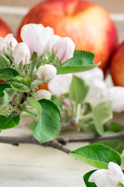 アップルの開花枝 — ストック写真