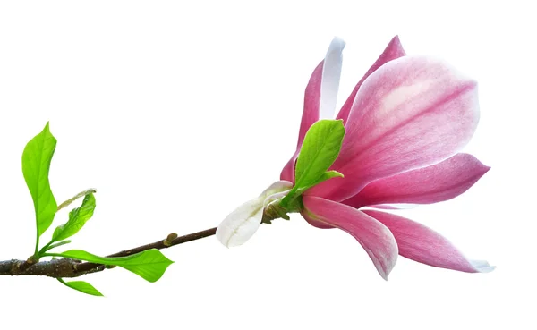 Magnolienblüte isoliert auf weißem Hintergrund — Stockfoto