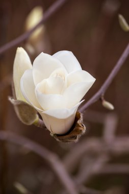 Beyaz manolya çiçekleri