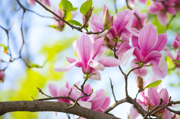 Magnolia fleurs dans le parc — Photo