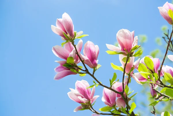 Magnolia fleurs sur fond bleu ciel — Photo