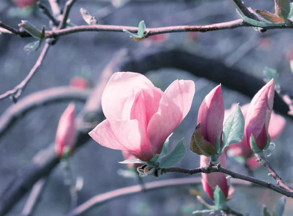 春花背景 — 图库照片