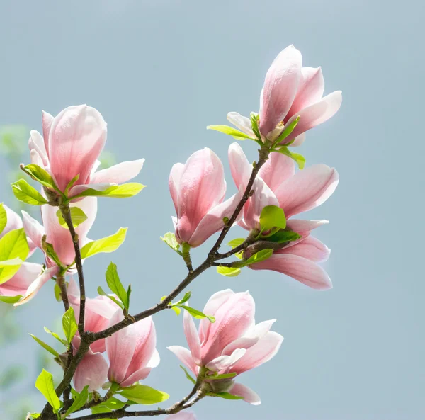 Spring floral background — Stock Photo, Image