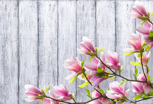 ぼろぼろの木板の背景にモクレンの花 — ストック写真