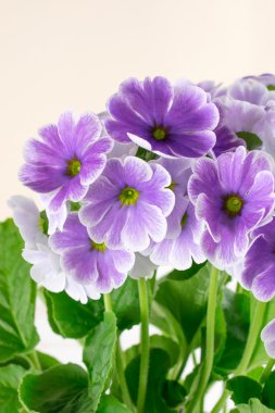 Kartpostal çuha çiçeği ile