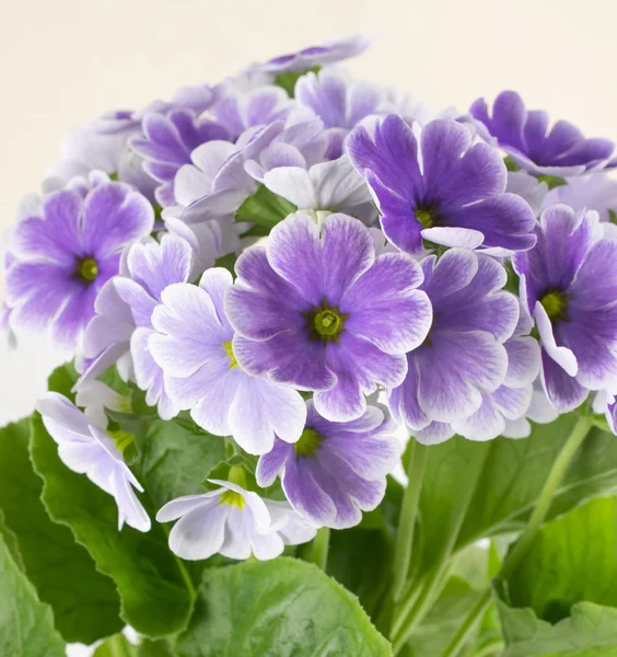 Cartolina con primula — Foto Stock