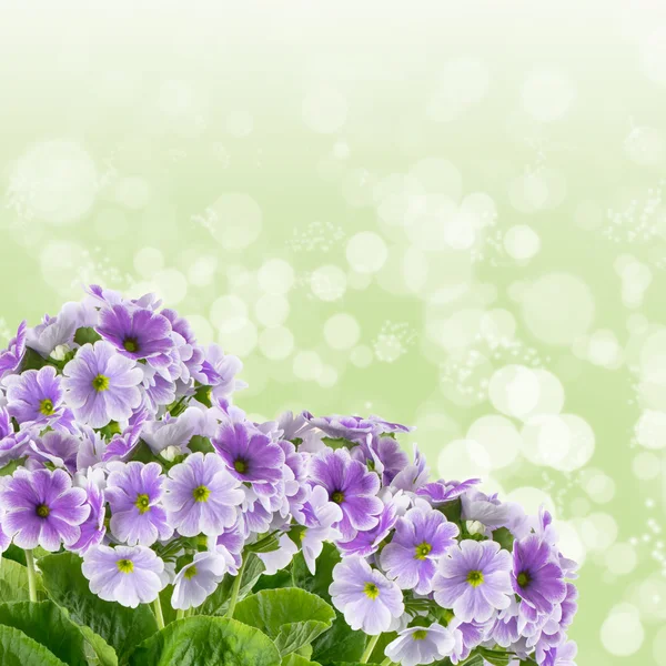 Ornamento angolare di fiori primula — Foto Stock