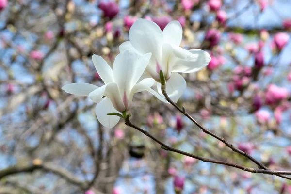 Witte magnolia bloem — Stockfoto