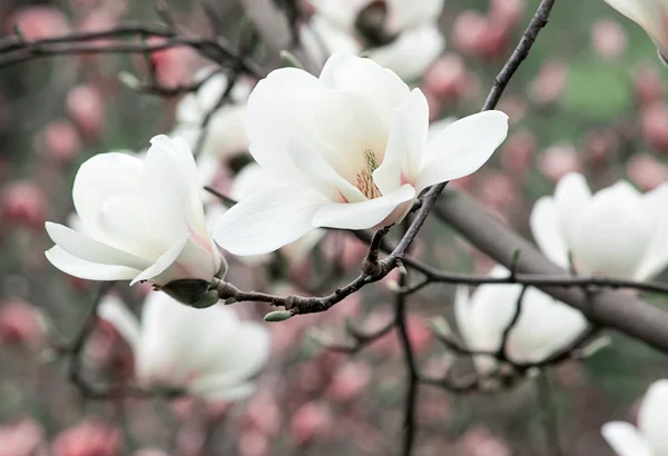 Fond floral printanier avec fleurs magnolia blanches . — Photo