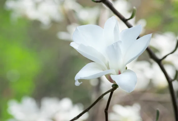 Valkoinen magnolia Kukka — kuvapankkivalokuva