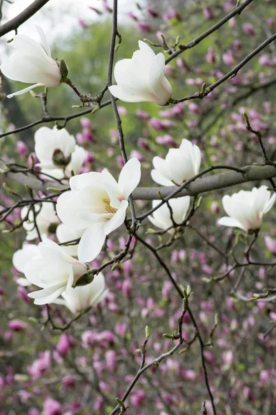 Witte magnolia bloemen — Stockfoto