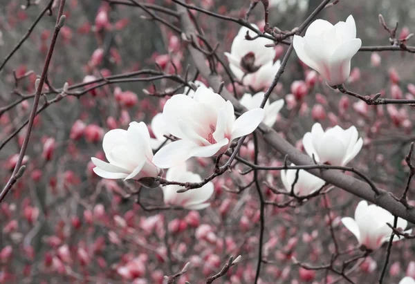 하얀 목련 꽃으로 봄 꽃 배경. — 스톡 사진