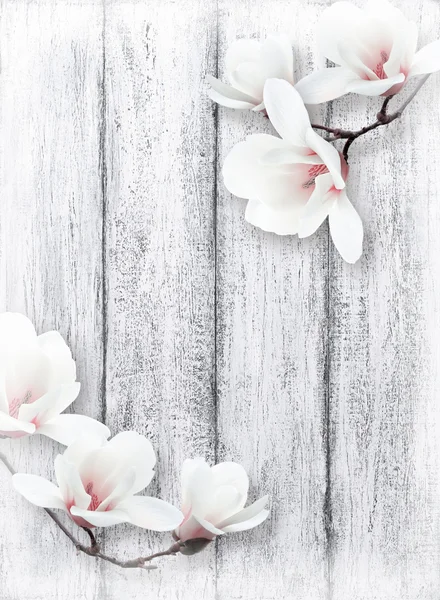 Magnolia fleurs sur fond de planches de bois minables — Photo