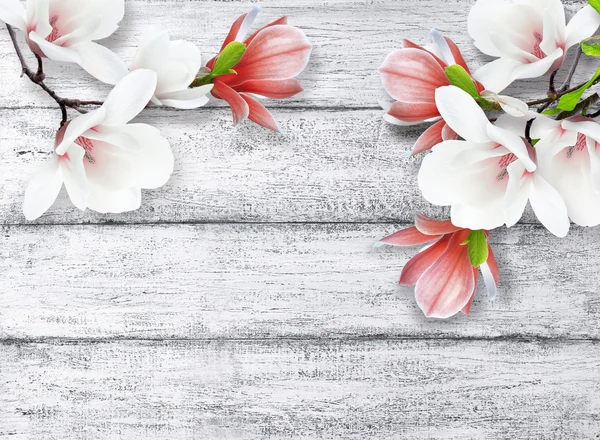Magnolia flowers on background of shabby wooden planks — Stock Photo, Image