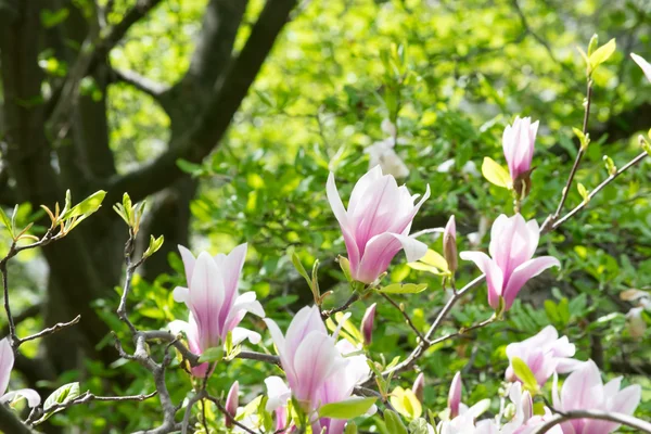 Flores de magnolia rosa — Foto de Stock