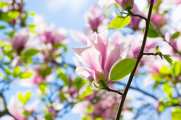 Frühling floralen Hintergrund mit rosa Magnolienblüten — Stockfoto