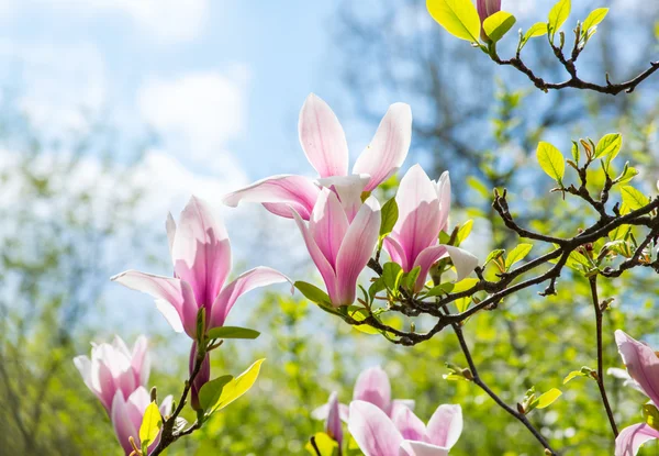 Άνοιξη floral φόντο με μανόλια ροζ λουλούδια — Φωτογραφία Αρχείου