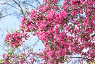 Dekoratif pembe elma çiçekler.  