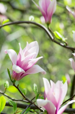 pembe Manolya çiçek 