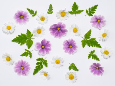 çiçek ve yaprak beyaz arka plan üzerinde 