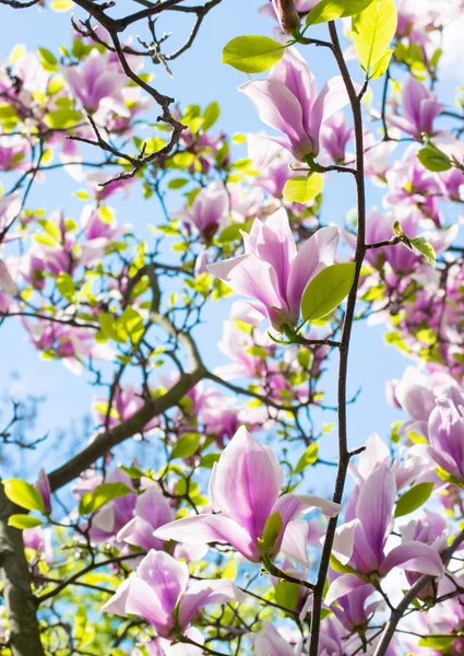 Άνοιξη floral φόντο με μανόλια ροζ λουλούδια — Φωτογραφία Αρχείου