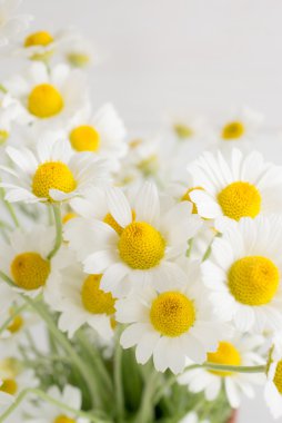 daisy ile çiçek arka plan