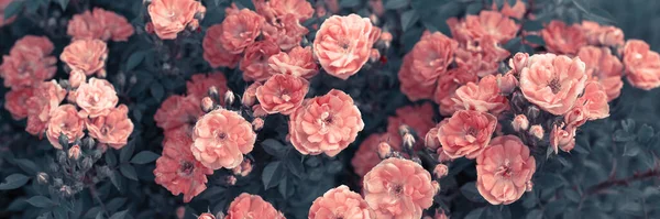 Mystérieux Fantasme Printemps Été Floral Large Bannière Avec Fleurs Roses — Photo