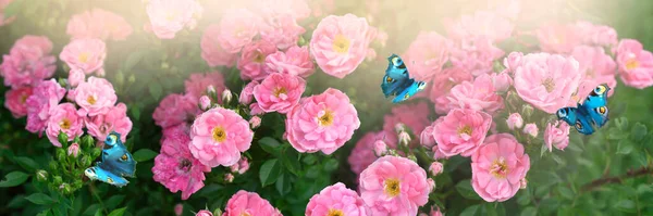 ピンクのバラの花が咲く神秘的な春の花のバナーと朝霧ともやの中で孔雀の目蝶を飛んで — ストック写真