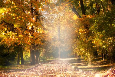 Parkta boş bir yol var. Sonbahar ağaçları, sarı yapraklı yapraklar ve güneş yansımaları var. Açık hava botanik bahçesi rahatlaması, peri masallarına yolculuk, muhteşem altın sonbahar ormanlarına yolculuk, şehir sokakları..