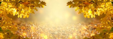 Süslü sonbahar bayrağı, sonbahar dalları ile süslenmiş, arka planda sarı akçaağaç yaprakları turuncu sonbahar yaprakları ve parlak parlak bokeh, metin için yer, Hindistan yazı.