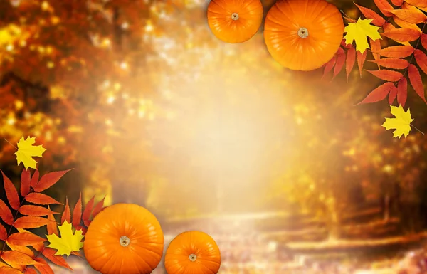 Thanksgiving Day Autumn Festive Card Pumpkins Fall Autumnal Leaves White — Stock Photo, Image