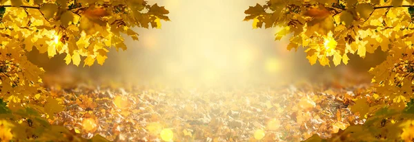 Decorative Autumn Banner Decorated Branches Fall Golden Yellow Maple Leaves — Stock Photo, Image