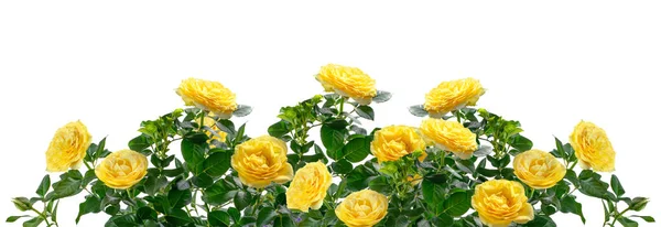 Beautiful Wide Banner Yellow Rose Flowers Green Leaves Isolated White — Stock Photo, Image