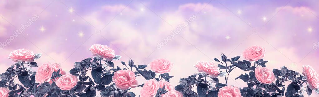 Fantasy dreamy background of magical morning or evening sky with fabulous romantic tender pink rose flowers garden, shining stars and mysterious clouds, idyllic tranquil scene, wide panoramic banner