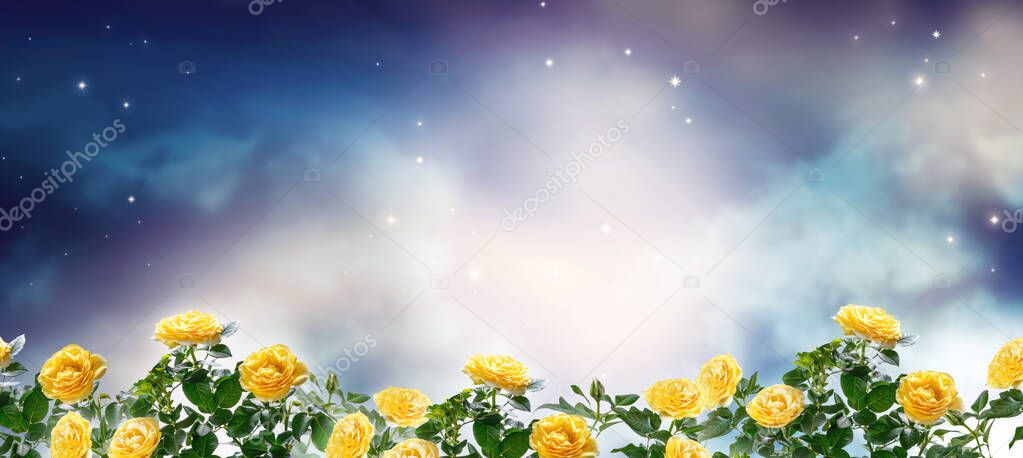 Fantasy fabulous panoramic banner background of magical night sky with shining stars, mysterious clouds and delicate romantic yellow rose flowers garden. Idyllic tender heaven scene, copy space.