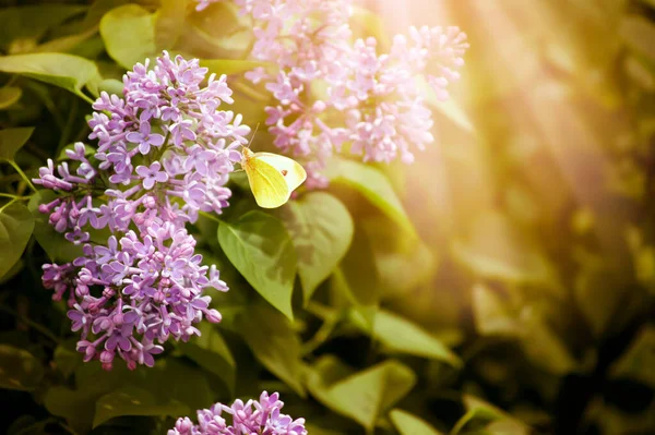 Fleurs Lilas Printanières Fleuries Papillon Jaune Dans Fabuleux Jardin Sur — Photo