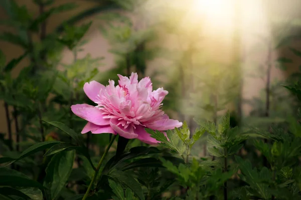 꽃피는 조랑말 동화의 정원에서 광선과 광선으로 배경을 이루며 분홍빛 놀라운 — 스톡 사진